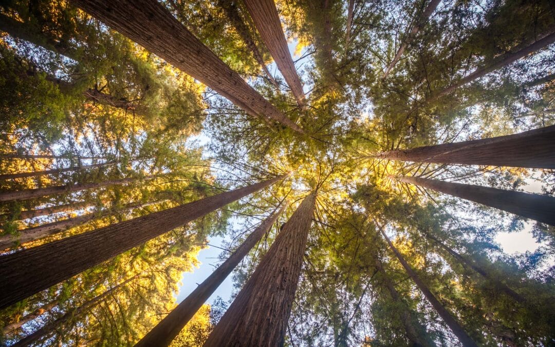 Hebrews Presents the Greatest Revelation to Humankind