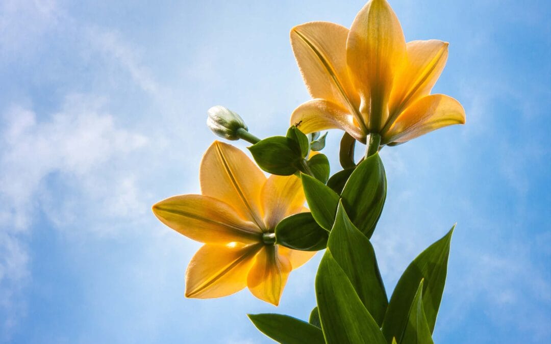 Five Encouraging Passages in Hebrews