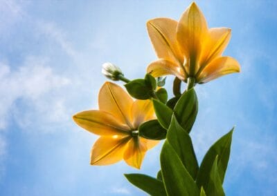 Five Encouraging Passages in Hebrews